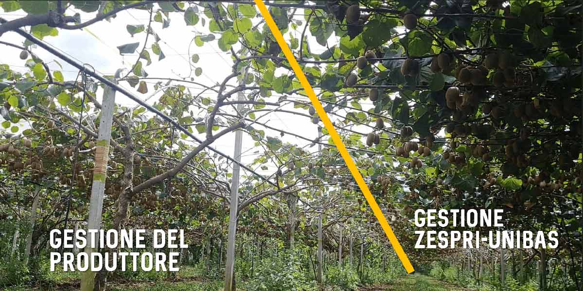 Morìa del kiwi, Zespri investe in Italia